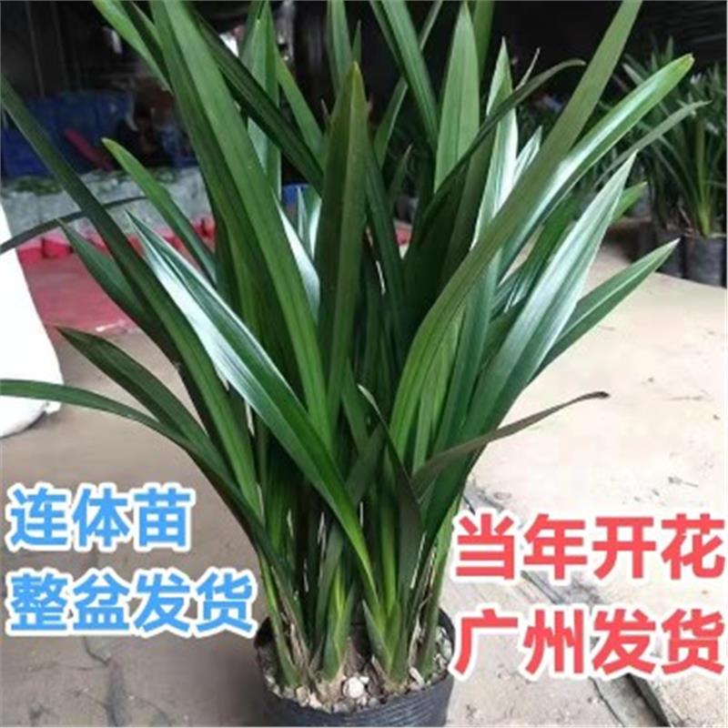 墨兰企黑花苗报岁冬天带苞