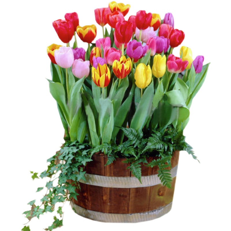 五颗郁金香水培套装种球盆