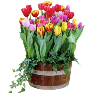 五颗郁金香水培套装 郁金香种球盆栽花种子花卉绿植盆栽风信子水仙