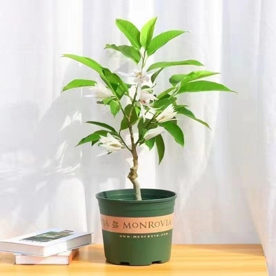白兰花盆栽玉树苗带苞黄室