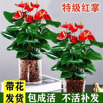 红掌盆栽鸿运当头室内花净