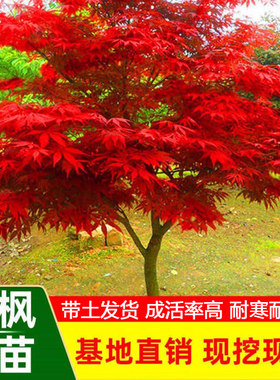 红枫树苗四季日本舞姬盆景