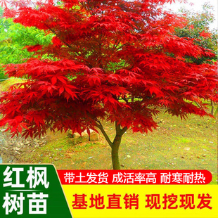 红枫树苗四季红日本红枫红舞姬盆景庭院别墅盆栽地栽绿化植物耐寒