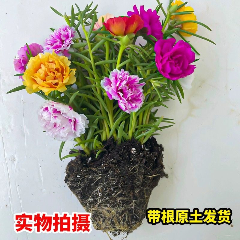 重瓣太阳花苗枝条带根大苞
