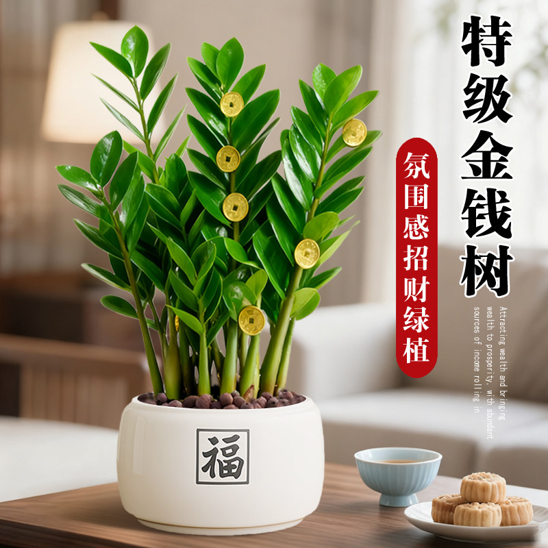 金钱树盆栽招财旺宅桌面盆景绿植办公室内中式禅意发财树四季植物