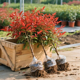 火焰南天竹盆栽真树苗客厅庭院红叶老桩落地植物耐寒竹子盆景绿植