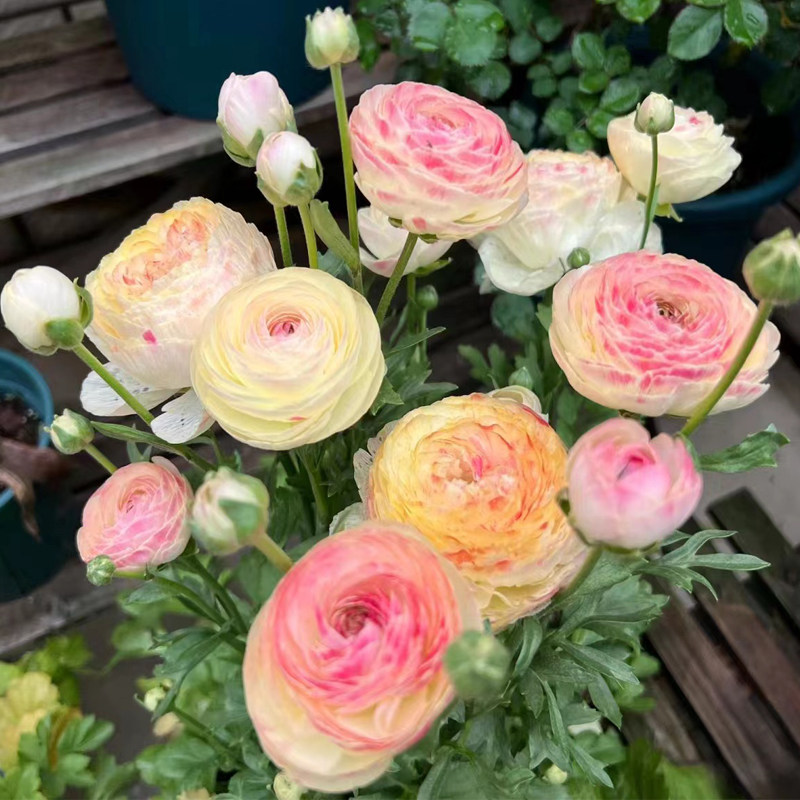 进口花毛茛种球重瓣洋牡丹花苗室内室外四季开花易活芹叶牡丹种根