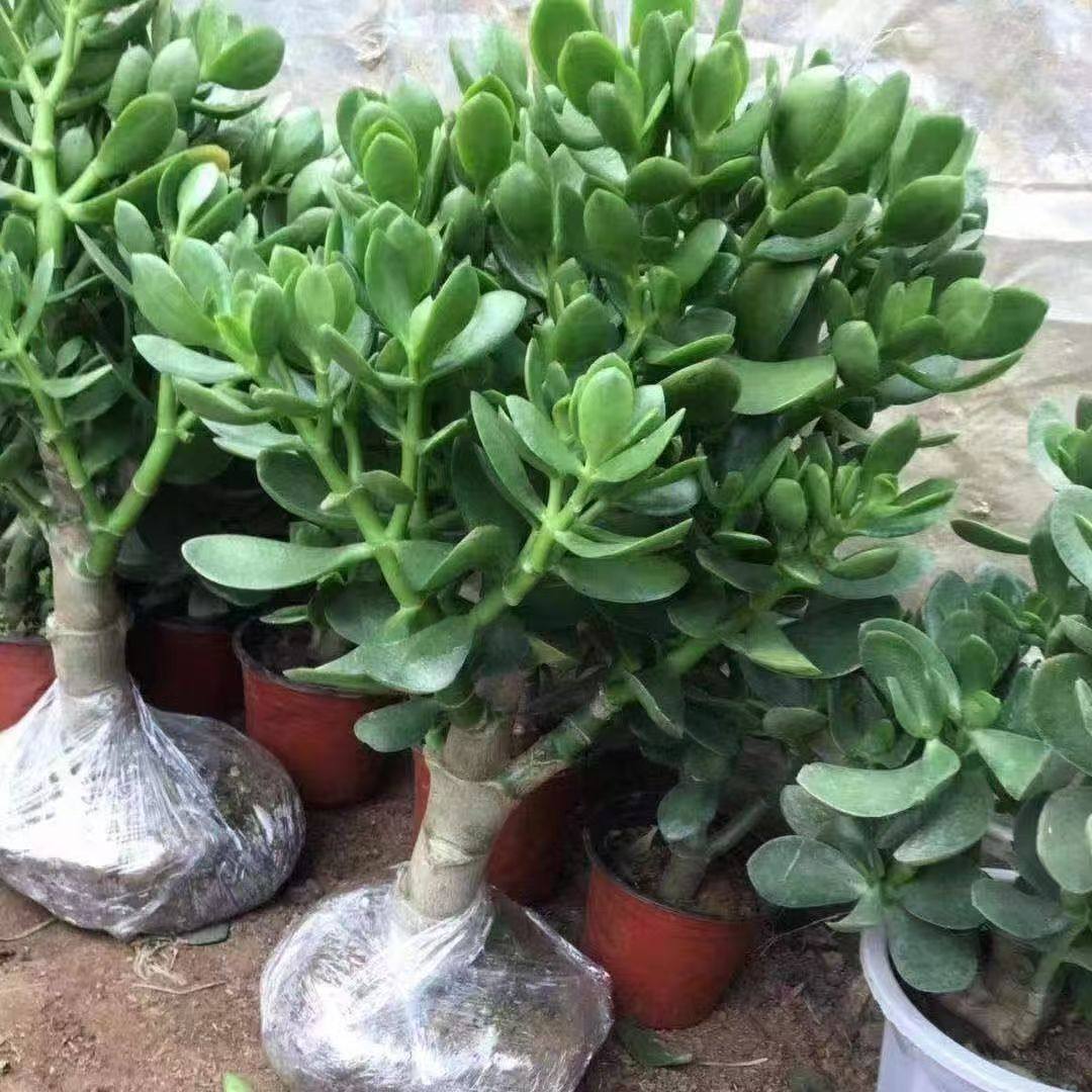 玉树盆栽老桩大叶多肉植物燕子掌室内四季好养绿植净化空气,文具电教/文化用品/商务用品,活页胶圈,淘宝优惠券,粉丝福利购,淘宝优惠卷