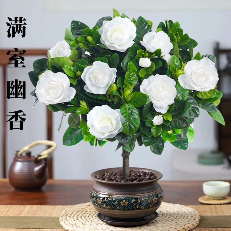 栀子花盆栽老桩花树绿植办公室内客厅盆景好养活四季开花驱蚊树苗