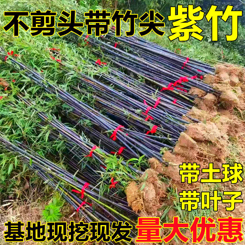 名贵紫竹苗不去头带竹尖金镶玉竹耐寒竹子苗庭院室外四季常青绿植