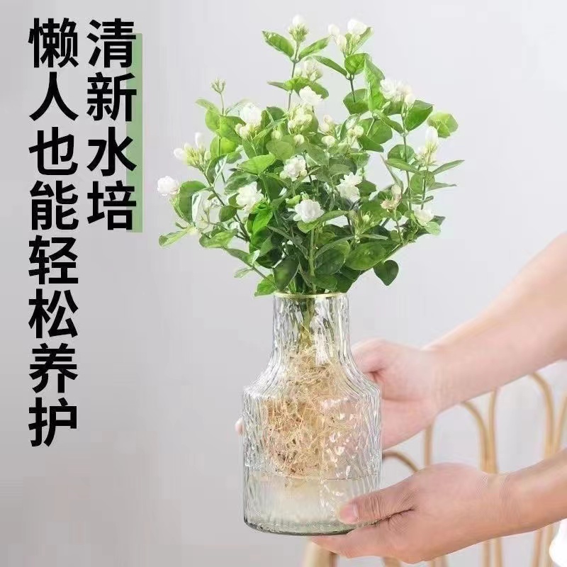 水培茉莉花盆栽带苞四季卉
