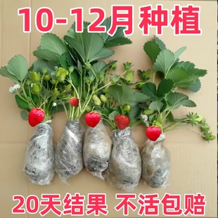 草莓苗带花带果盆栽带土丹东奶油甜宝章姬久香草莓秧苗四季种子籽