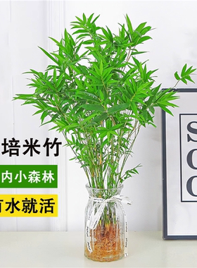 水培米竹植物室内观赏矮化