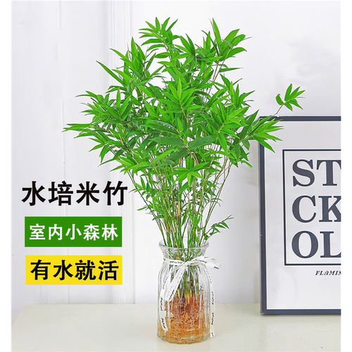 水培米竹植物室内观赏矮化