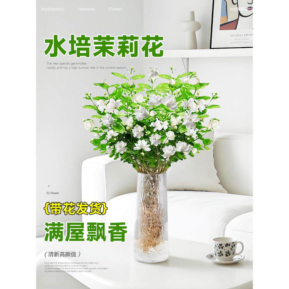 水培植物茉莉花盆栽带花苞室内花卉绿植懒人鲜花家用插花四季好养