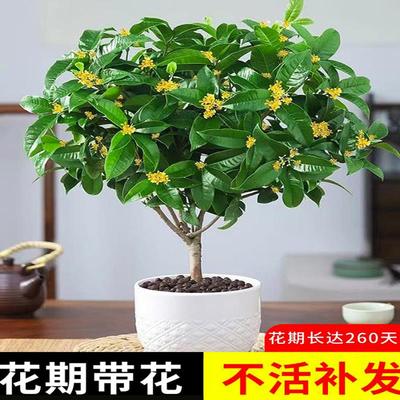 桂花树苗盆栽可食用金四季
