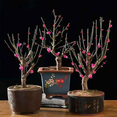 庭院红梅花盆景原生朱砂乌