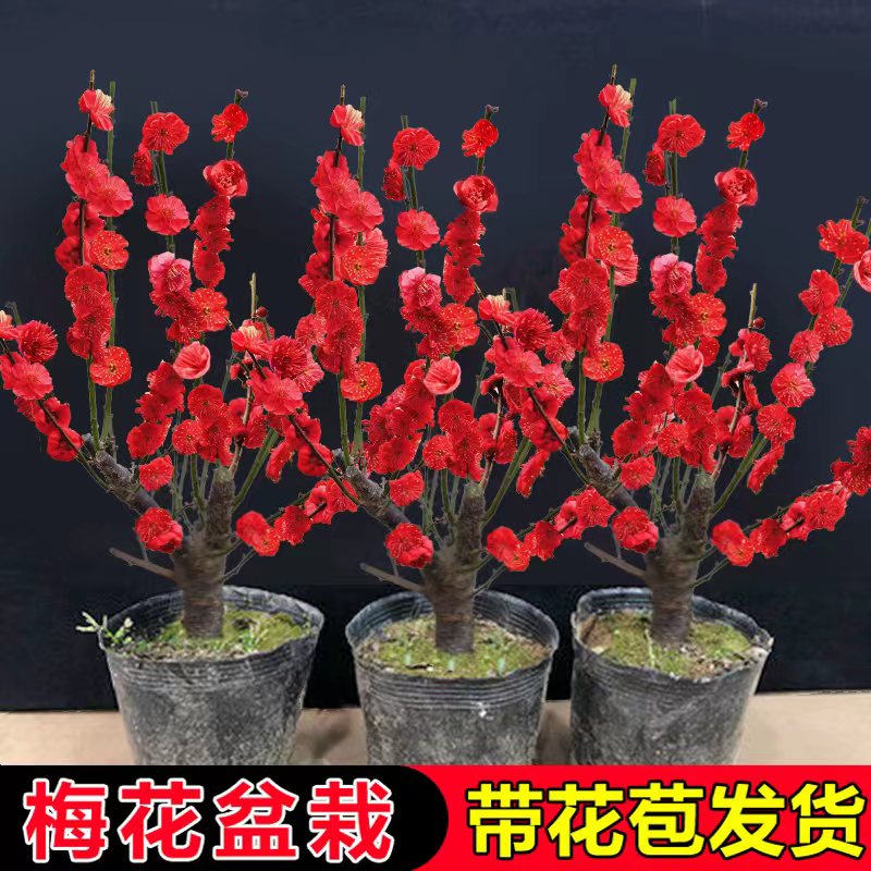 梅花盆栽树苗带苞室内客厅