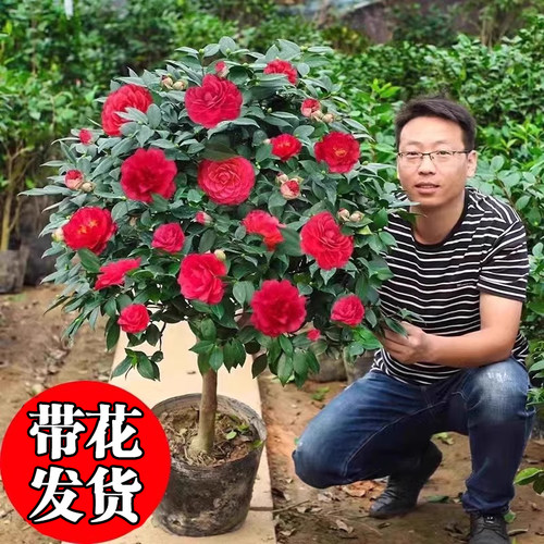 茶花树苗盆栽带苞耐寒卉植