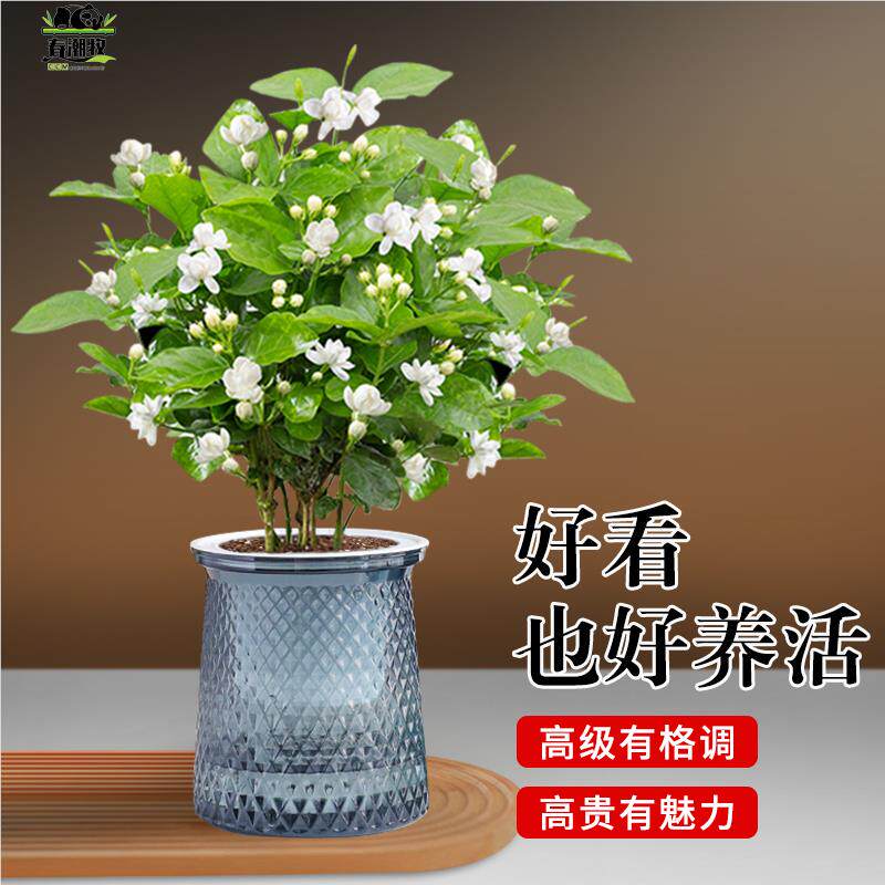 茉莉花苗盆栽水培带花苞九里香栀子花卉绿植物四季开 ??花室内鲜