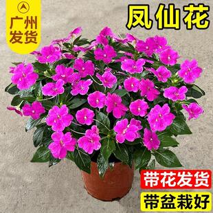 凤仙花盆栽带花阳台耐热好养植物指甲花庭院花园工程花苗绿植树苗