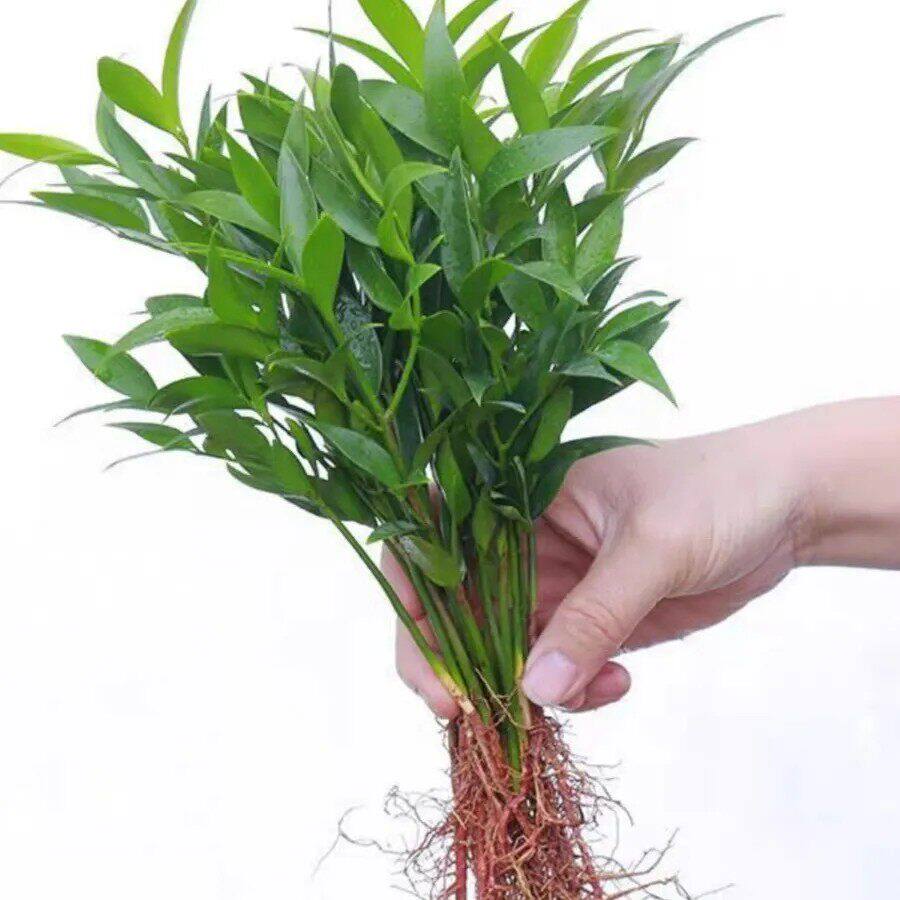驱蚊竹柏水培植物室内水养绿植花卉盆栽办公室桌面四季常青好养活