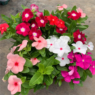 长春花盆栽天天开带花苞观花植物五叶梅庭院阳台日日春草本花卉