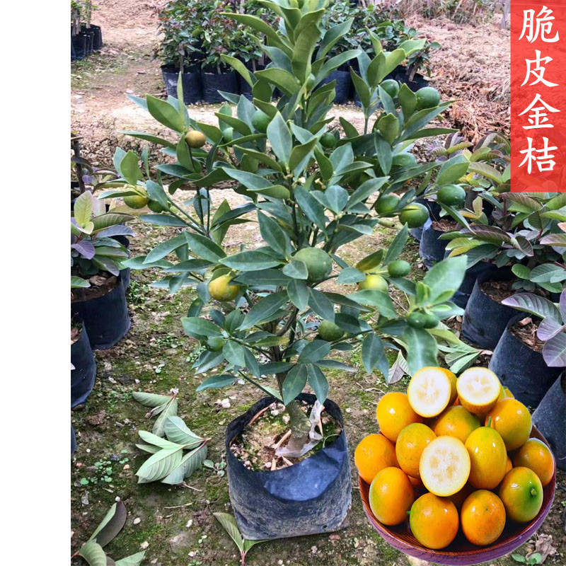 脆皮金桔树苗食用融安嫁