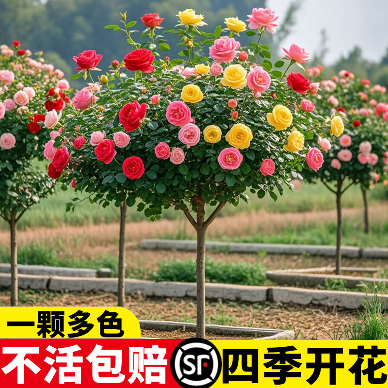 棒棒糖树桩月季花苗特大花朵花卉植物庭院四季开玫瑰带花树状月季