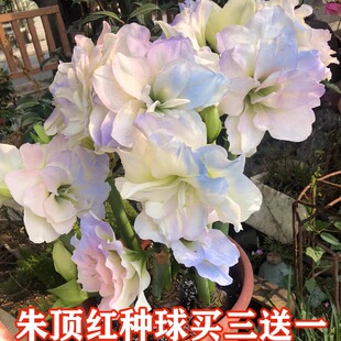 荷兰朱顶红进口重瓣种球盆栽花卉室外阳台庭院四季花卉阿弗雷鬼魅
