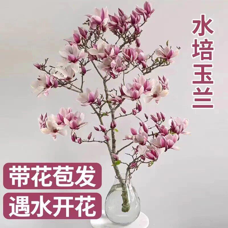 紫玉兰花水培干枝鲜切带花苞鲜枝室内办公室植物四季绿植好养花卉