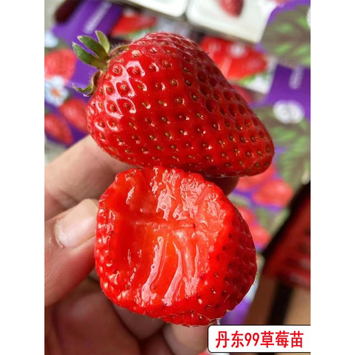 丹东99草莓苗红颜冬季带盆
