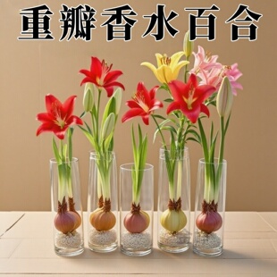 进口重瓣香水百合花种球室内阳台盆栽水培植物好养易活浓香型花卉