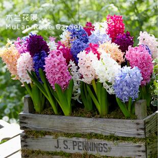 进口荷兰风信子种球土水培室内盆栽地栽花卉多年生好养