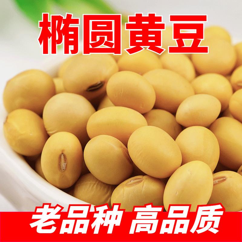 农家自种笨椭圆黄豆500g土大豆长粒肾型酱豆豆浆原料老品种可发芽