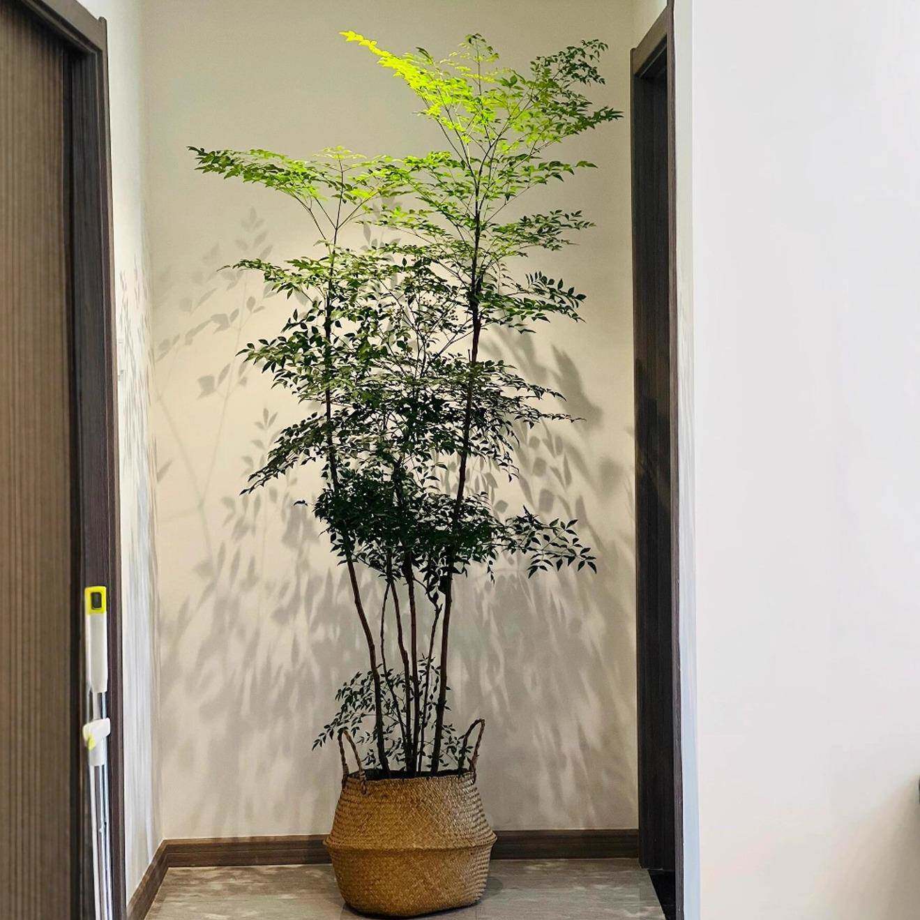 新品仿真鹿角蕨绿栽植盆家居酒店大20251210型网红款室内装饰植造