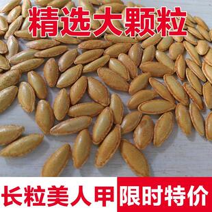 【新货】长粒美指甲南瓜子正宗美人甲椒盐味原味炒熟南瓜籽价