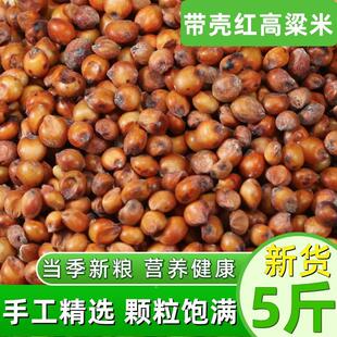 新货带皮红高粱米带壳未脱皮红高梁酿酒酿醋鸽子饲料杂粮5斤包邮
