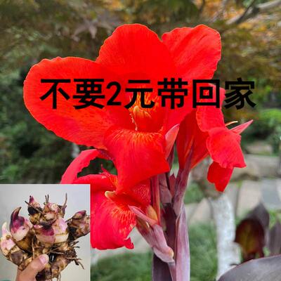 买三送二带芽美人蕉种根多年生花苗盆栽植物室外庭院易活种球花卉