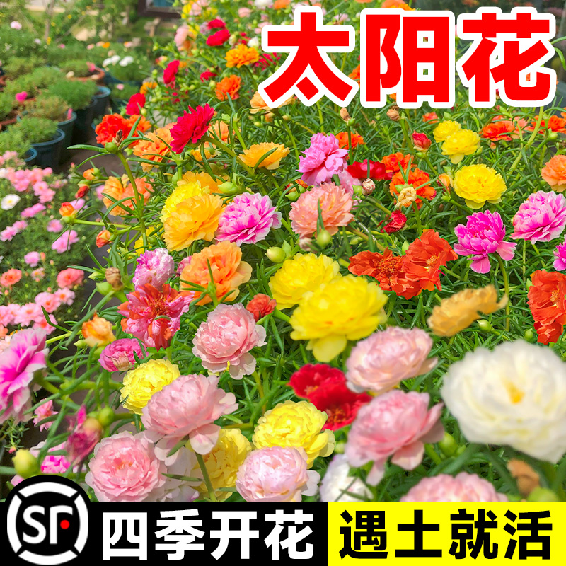 重瓣太阳花种子种孑小花种籽子室内大花花卉矮花花籽四季播种开花