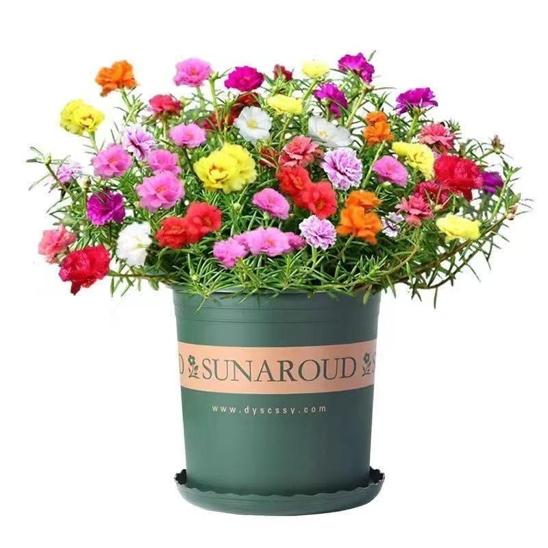 重瓣太阳花盆栽带花苞