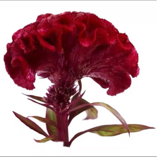 花种子大花凤尾冠状鸡冠花花籽庭院花卉种子四季开花易活红色黄色