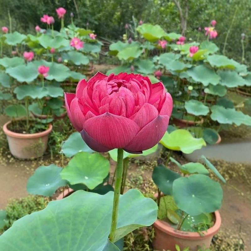 观赏荷花种藕苗碗莲花苗重瓣荷花盆栽水养四季开花阳台池塘大睡莲