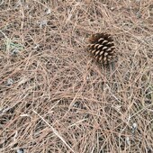 干松针叶自然风干松针腐植落地松毛龟箱保温铺面垫底料盆栽营养土