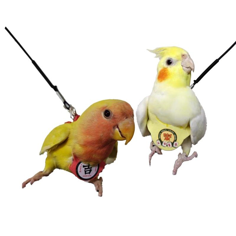 鹦鹉放飞绳玄凤虎皮牡丹遛鸟绳放飞绳背带不伤鸟放飞背带,宠物/宠物食品及用品,鸟用放飞绳,淘宝优惠券,粉丝福利购,淘宝优惠卷