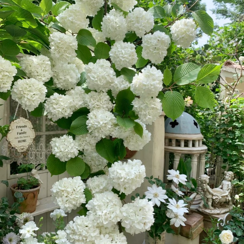 中华木绣球树苗大花斗球白麻球苗庭院别墅耐寒盆栽风景树绣球花苗