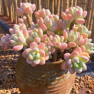 多肉植物超大洛神 多株多头大颗 带盆栽好果冻色易养殖净化空气