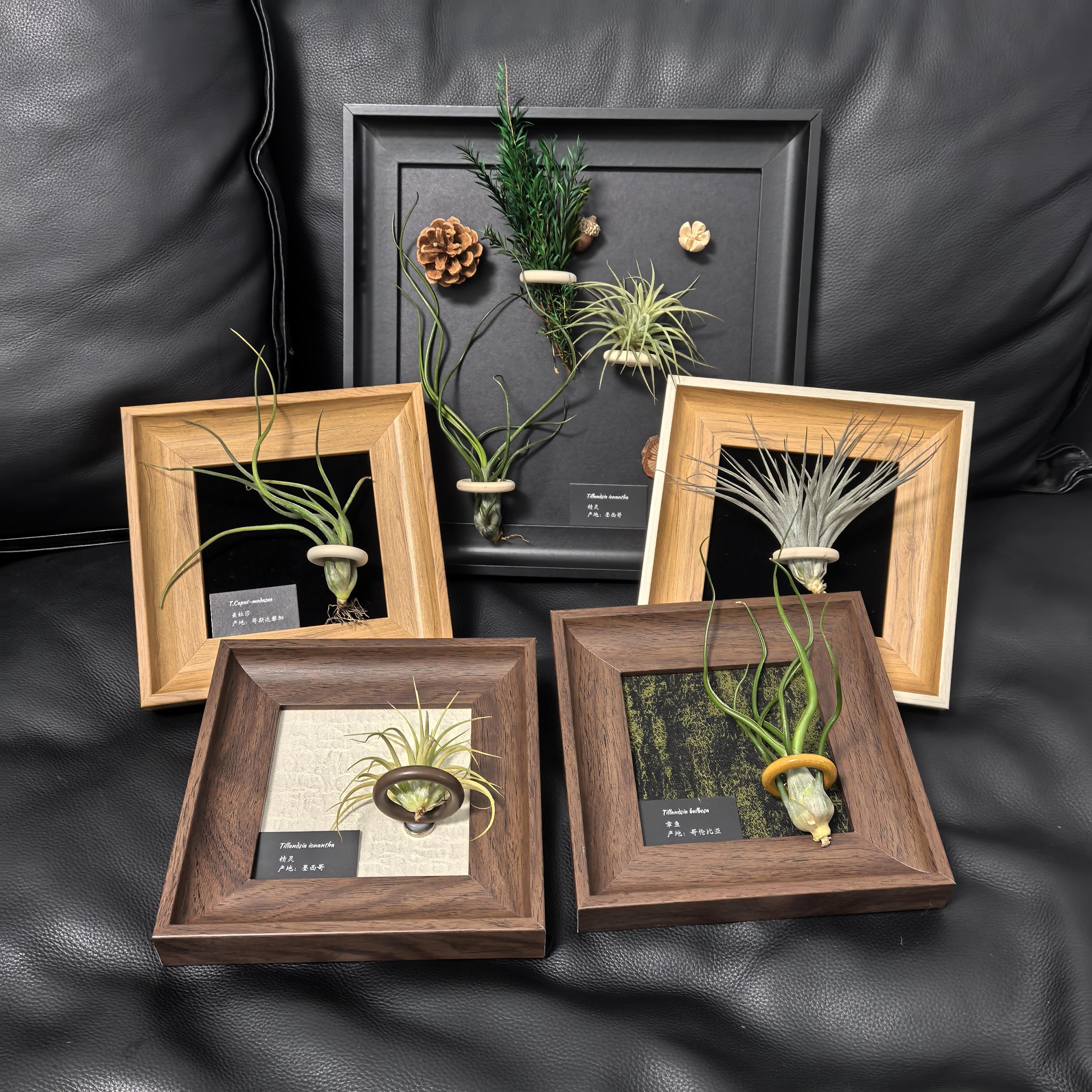 ins空气凤梨磁吸画 画框简约diy软装绿植现代装饰5寸凤梨装饰画