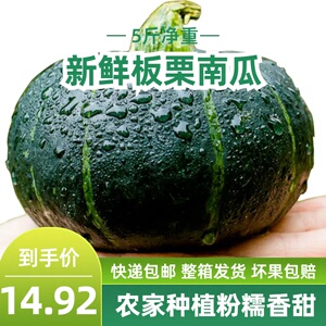 板栗南瓜正宗重庆新鲜5斤板栗味小南瓜宝宝辅食代餐减脂现采包邮