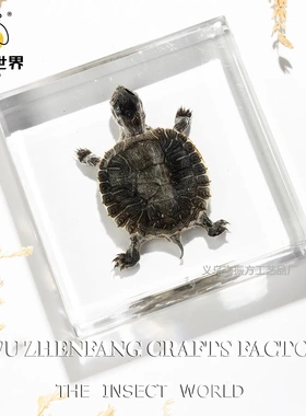 昆虫世界真实乌龟动物标本摆件学校教学启蒙少儿科普网红盲盒